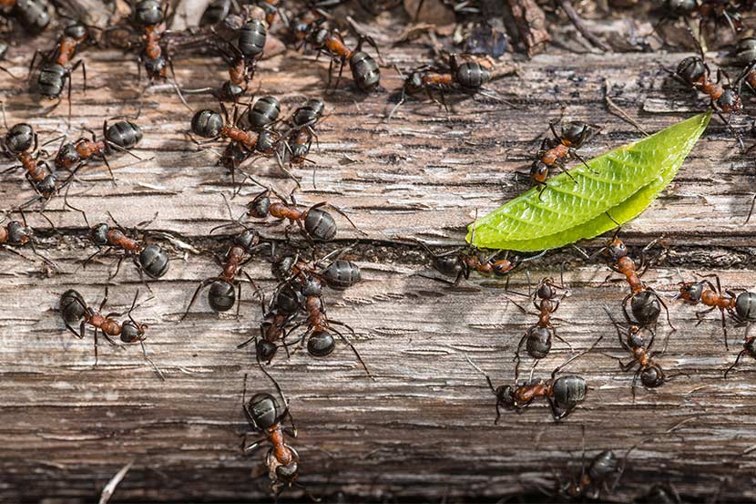 Was hilft gegen Ameisen im Haus? Tipps & Hausmittel ...
