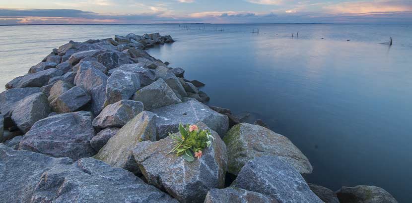 Steindeich mit Blumen an einem Strand. Naturbestattung Österreich.