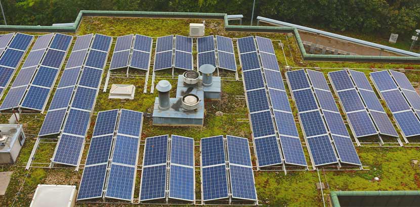 Eine Reihe an Solarzellen und Photovoltaik Anlagen auf einem begrünten Flachdach.